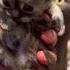 Mother Cat Protects Kitten Maternal Instincts