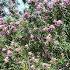 Burgundy Desert Willow Trees