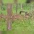 Dearest Deer Travel Nature Trending Photography Videography Kabini Shortvideo Shorts