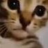 Kitten Hiccups котёнок икает