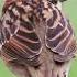 Forest Bird Chirping Sounds For Calm Sleep Gentle Nature Ambience To Relax The Mind