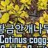 황금안개나무 Cotinus Cogg Golden Spirit