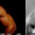 MIKE MENTZER THE HEAVY DUTY TRAINING SYSTEM HIGH INTENSITY TRAINING THEORY AND APPLICATION