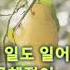 Fool S Garden Lemon Tree Lyrics