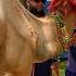 Nadir BhAi Camel Qurbani Vlog Today 8pm Per Upload Hoga Pakistandramas Nadiralipodcast Nadir