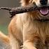 DOG TV Videos With Music To Relax Dogs Prevent Boredom When Left Home Alone Best Music For Dogs