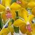 This Vanda Orchid Has Mustard Yellow Gold Flowers With An Amazing Salmon Lip INCREDIBLE Plants