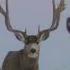 GIANT Bucks On Winter Range Eastmans Hunting Journals