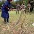 Brave Lady Catches Massive COBRA Animal Snake Dangeroussnakes Naja स प Nyoka