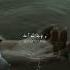 Yeh Jism Hai To Kya YEH JISM Hashtag Aesthetic Viral Lyrics Songs Urdu Youtube Love