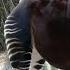 Creature Comparison Giraffe Vs Okapi