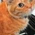 КОТЫ ПОЮТ ДЕСПАСИТО
