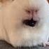 Guinea Pig Marshmallow Trying Blueberry For The First Time