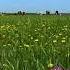 DOINA Tudor Ungureanu La Caval Romanian Traditional Shepherd Folk Song