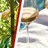 Copycat Meghan Markle S New Rosé Wine Is Yet ANOTHER Bid To Be Relevant Claims Expert