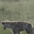 Watch Buffalo Herd Charges Hyenas To Defend Calf National Geographic