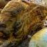 Discovery Of Ancient Wood Fossils Diamond Jade Crystals Agate Gemstones
