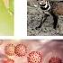 Laura Kahn Bats Cats And Coronaviruses What You Need To Know About COVID 19 March 26 2020
