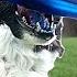 Learn To Throw Like A Disc Dog Pro HINT It S ALL In The Wrist
