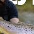 13 CJ Lord Secrets To Targeting Big Brown Trout Streamer Fishing Fish Photography