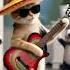 Rockstar Cat Shreds Guitar And Dances Like A Legend Cat Guitar Funny Cute Shots Aiart