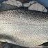Early Summer Salmon Fishing On Lake Michigan Coho Kings ALL Morning