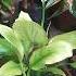 Peace Lily Flower Barish Ma Peace Lily Flower Plant Flowers Ytshorts Shorts Plants Indoor