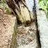 DIY Two Prong Rake A Simple Tool For Efficiently Removing Weeds From Ditches With Ease