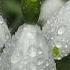Did You Know The Hidden Meaning Of Snowdrops