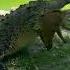 Salty Being Salty Huge 15 Plus Foot Salt Water Crocodile Crocodile Catchmeoutside