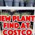 Beautiful Lavender Plants At Costco Costcofind Gardening Lavender Plantslover