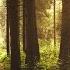 Relaxing Celtic Music Flute Music Fantasy Music Beautiful Music Relaxing Music
