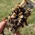 Installing A New Queen Bee Pt 1 Beekeeping Beekeeper Bees Beehive Queenbee Queen