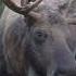 Younger Smaller Bull Moose Beats Bigger Bull MooseMan Nature Photos Video