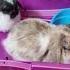 There Are Two Loaves Of Bunny Bread Shorts