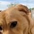 Cute Funny Reaction Cute Funny Dog DailyPetsShorts