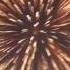 Watching Fireworks In Toda Koen Japan
