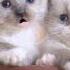 Skillet Cats Need A Hero