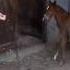 Foal Cries Mom Comes Running