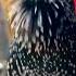 Starling Birds Thebirdsonggroup Birdsounds Birdsong Birdingparadise Wildlife Naturesvoice