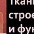 Биология 8 класс Ткани строение и функции