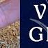 Is Grey Goose Gluten Free Grey Goose 101 Grey Goose Vodka