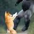 Gorilla Vs Dingo Fight Animals Wildlife Nature Dog Forest Fight Usa Indonesia Brazil
