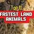 Top 10 Fastest Land Animals