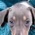 Dog Dogs Cani Animal Love Nature Beautiful