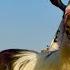 Markhor SM Goat Farm S Kathiawari Goat With The Biggest Horns