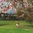 Spring In Adelaide Sunday Bhatkanti