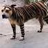 Hasil Perkawinan Silang Anjing Dan Harimau