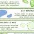 Plant Cell Cellreference Livingorganism Livingworldclass11th Livingthing Cell Plantcell