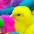 Tangkap Ayam Lucu Ayam Warna Warni Ayam Rainbow Gokil Kelinci Kucing Lucu Bebek Hewan Lucu